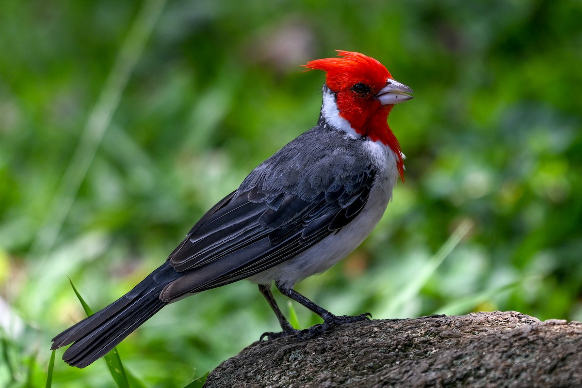 紅冠唐納雀 - ML644146193