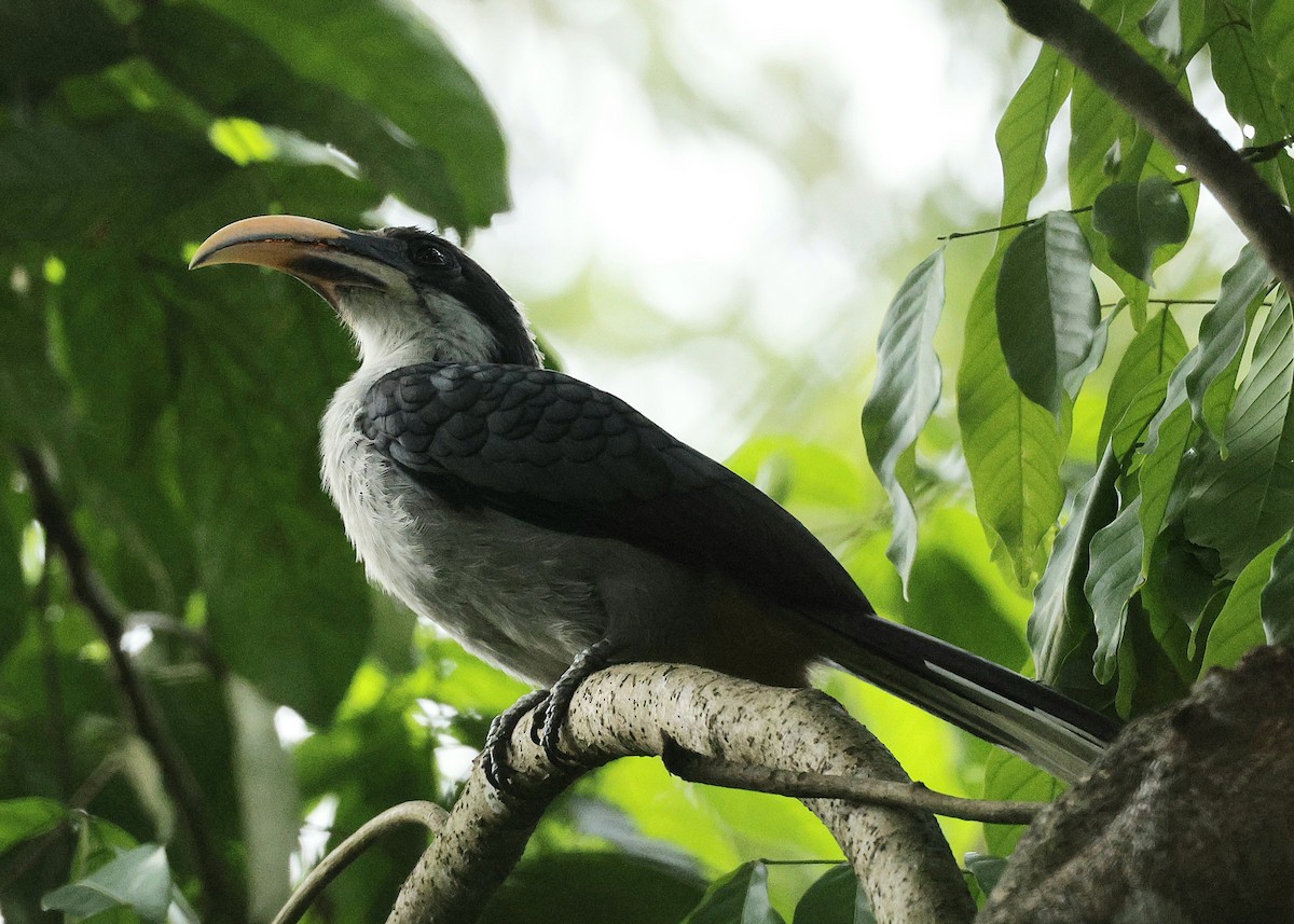 Sri Lanka Gray Hornbill - ML644146196