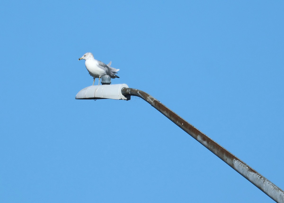 Ring-billed Gull - ML644146200