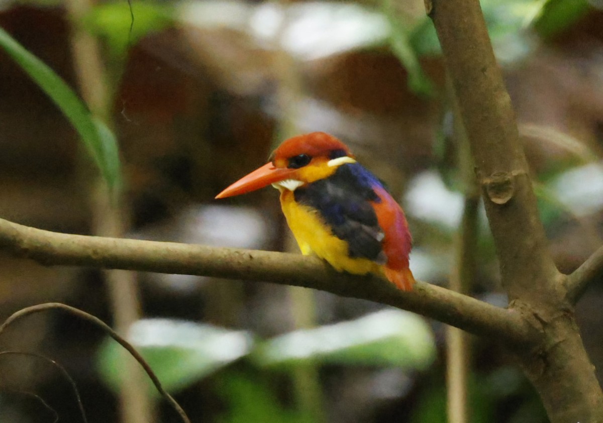 Black-backed Dwarf-Kingfisher - ML644146204