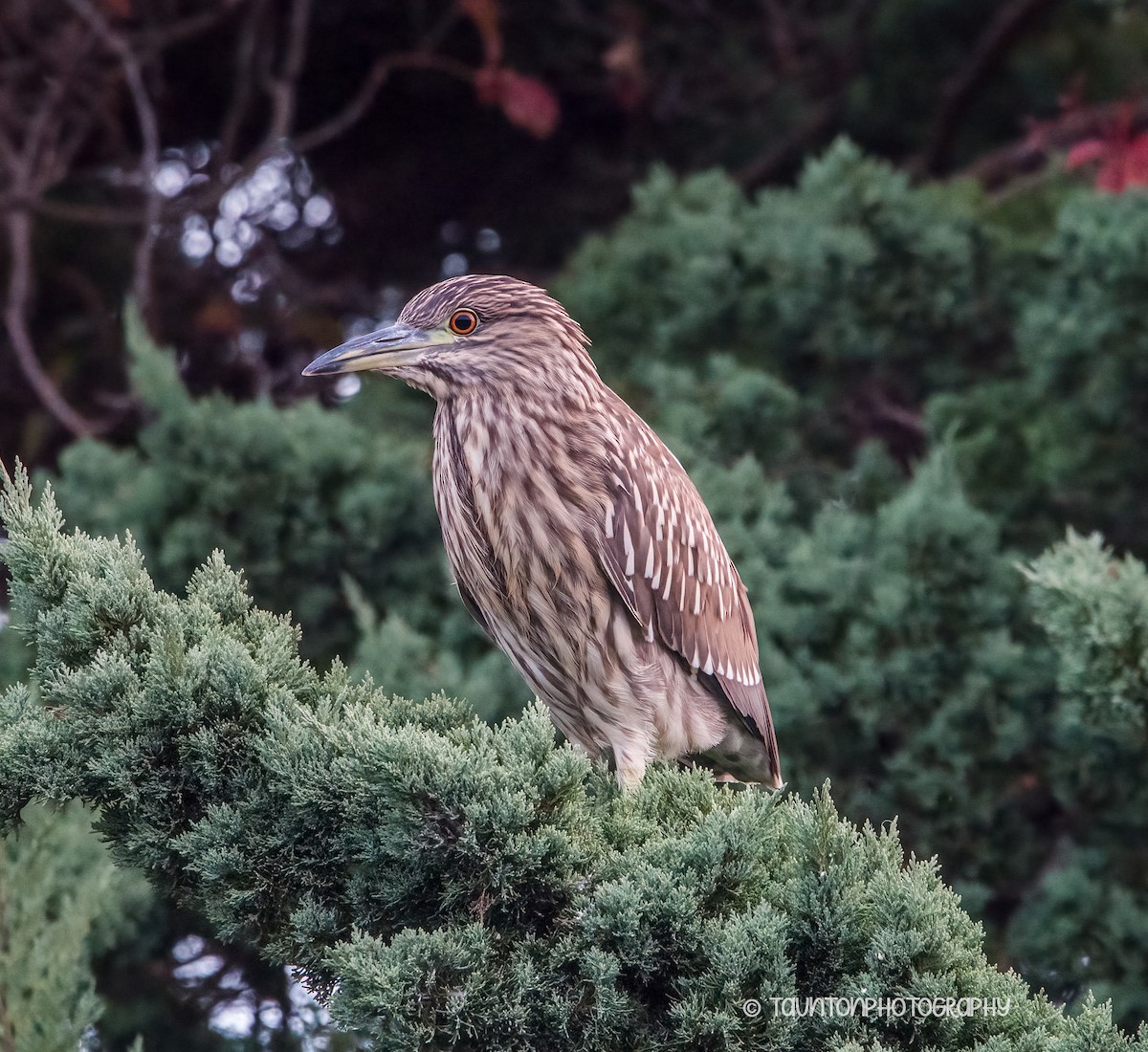 אנפת לילה - ML644146206
