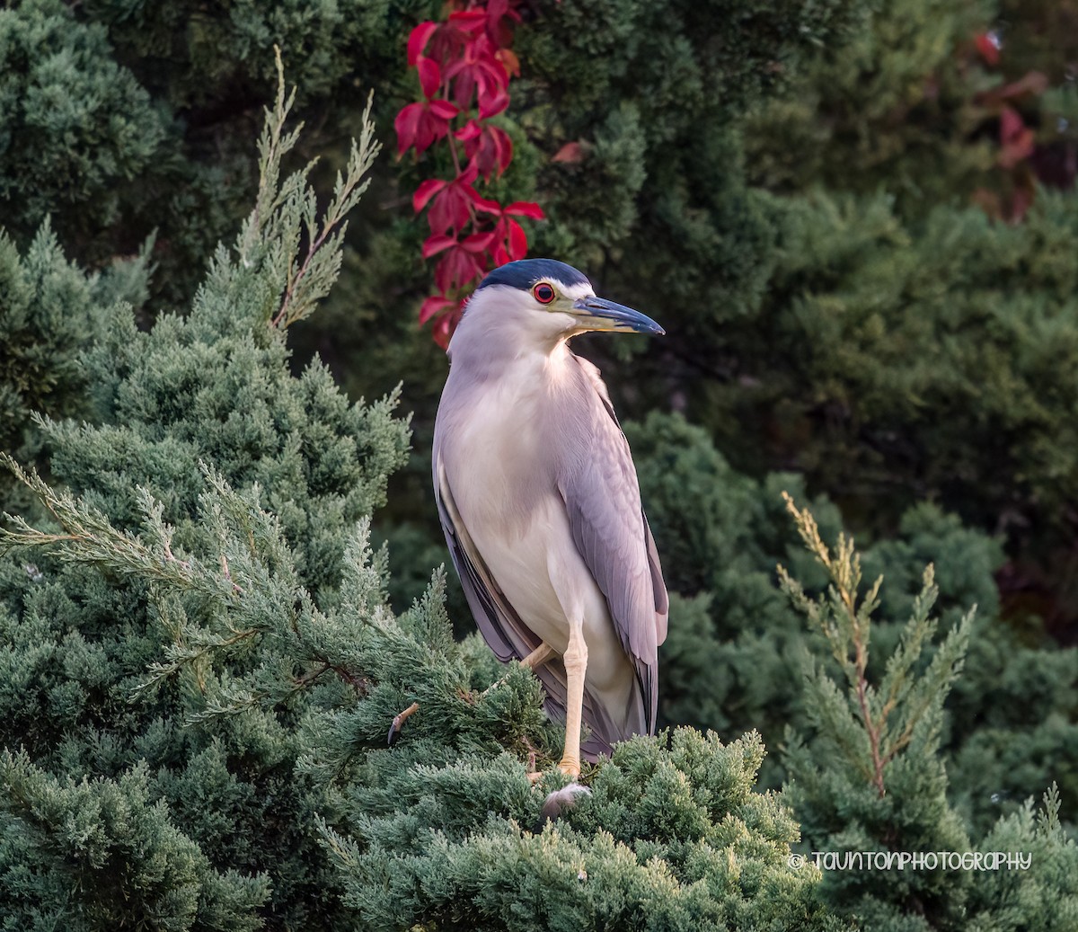 אנפת לילה - ML644146207