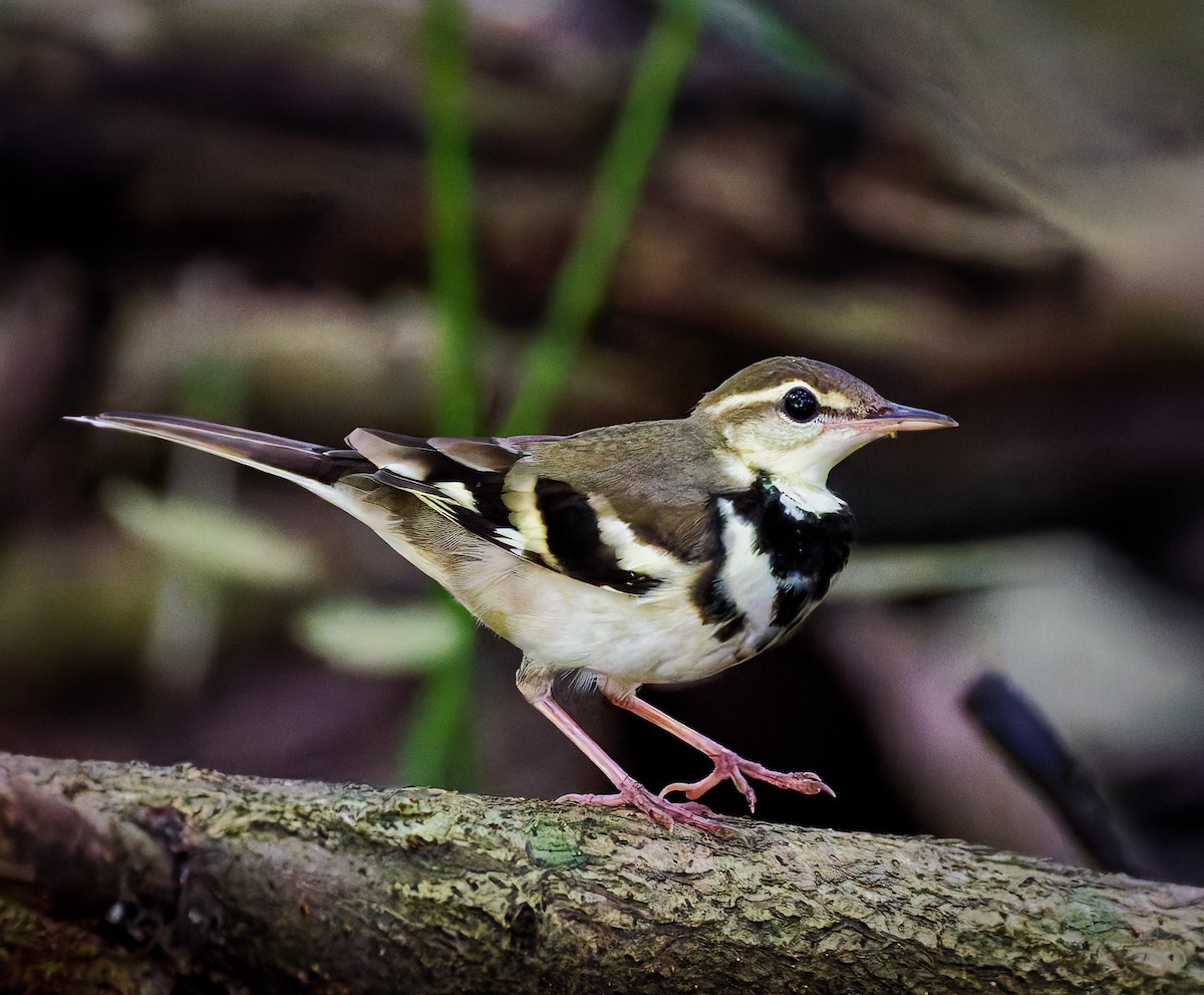 イワミセキレイ - ML644146216
