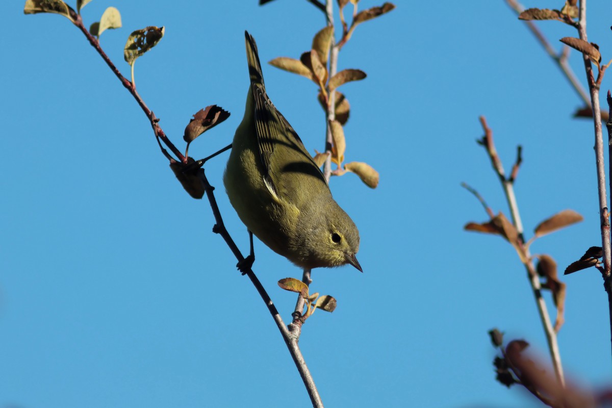 Orange-crowned Warbler - ML644146224