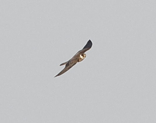Eurasian Hobby - ML644146227