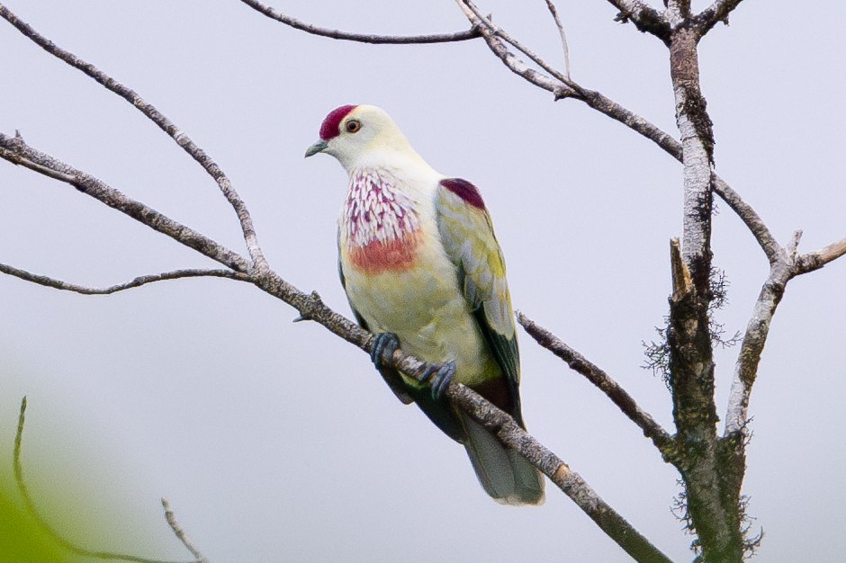 holub mnohobarvý - ML644146230