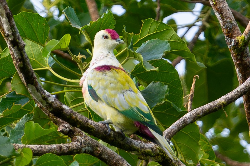 holub mnohobarvý - ML644146231