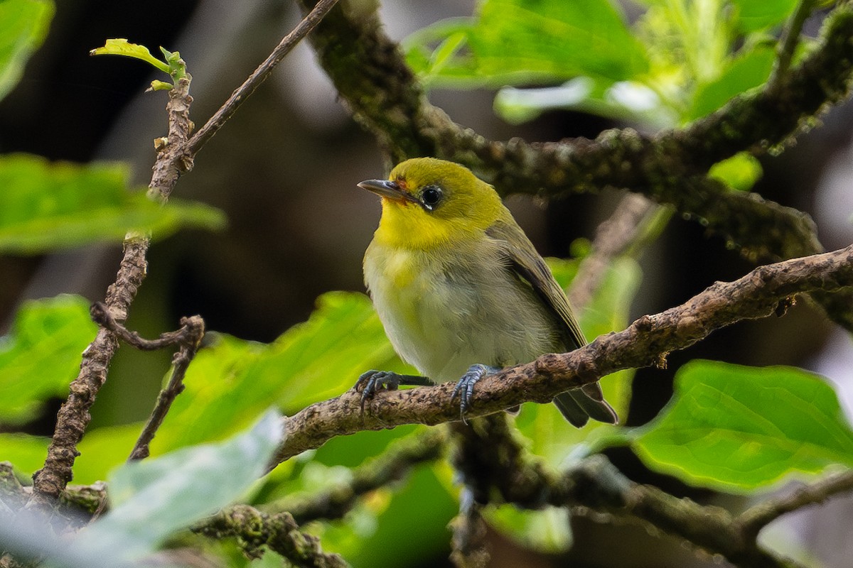 Fiji White-eye - ML644146232