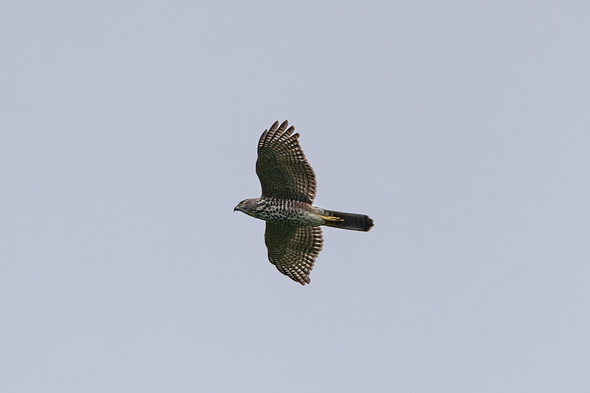 Fiji Goshawk - ML644146234