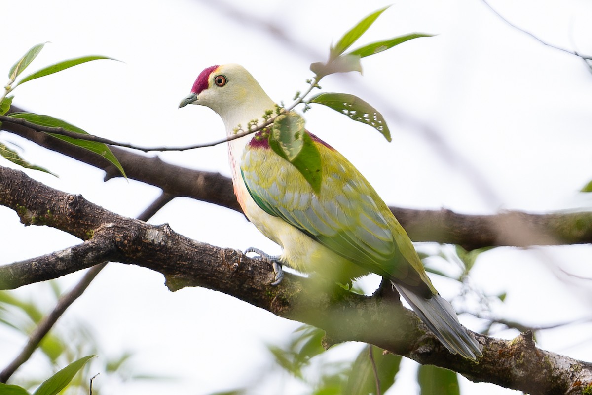 holub mnohobarvý - ML644146235