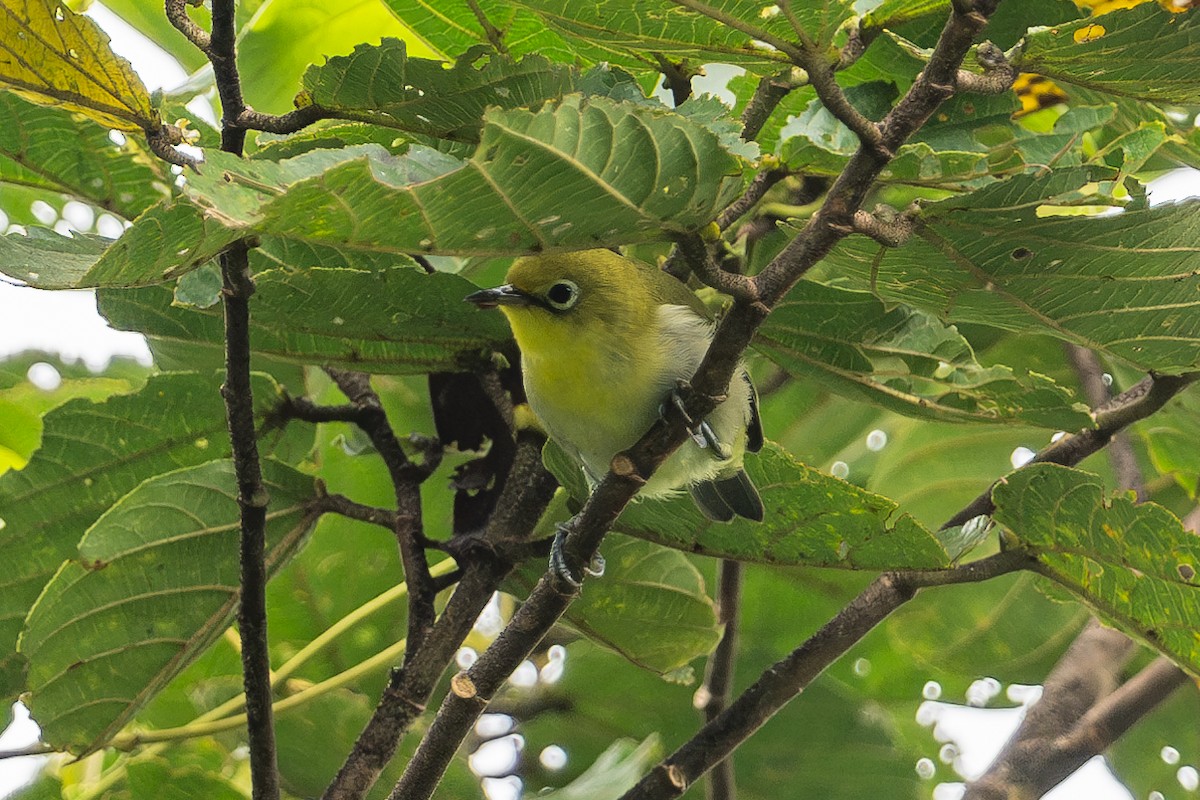 Fiji White-eye - ML644146237