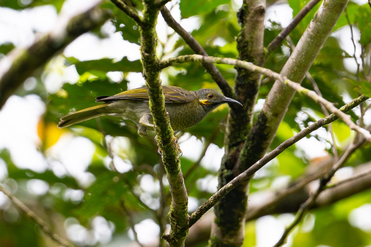 Northern Wattled-Honeyeater - ML644146239