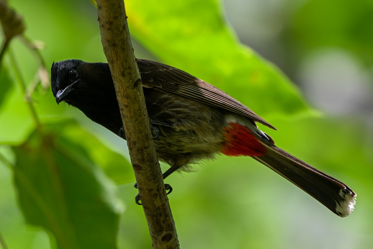 Red-vented Bulbul - ML644146241