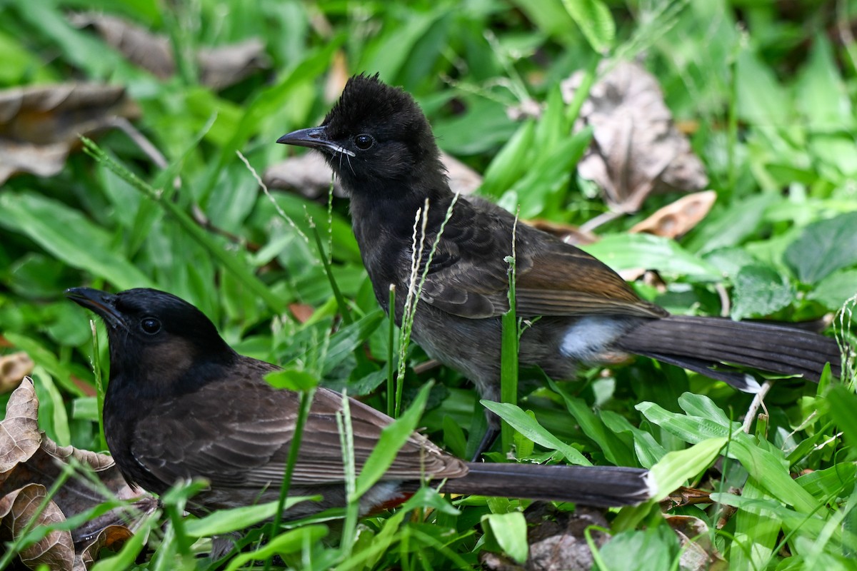 Red-vented Bulbul - ML644146243