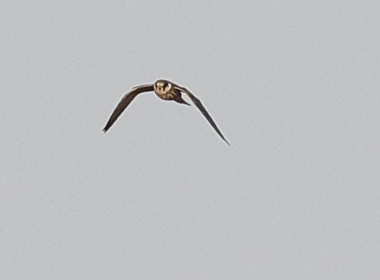 Eurasian Hobby - ML644146244