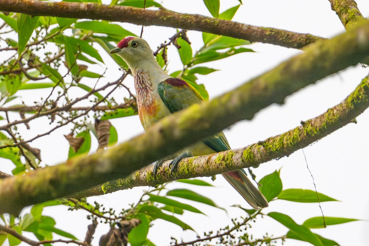 holub mnohobarvý - ML644146246