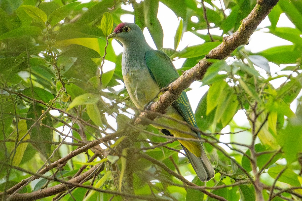 holub mnohobarvý - ML644146248