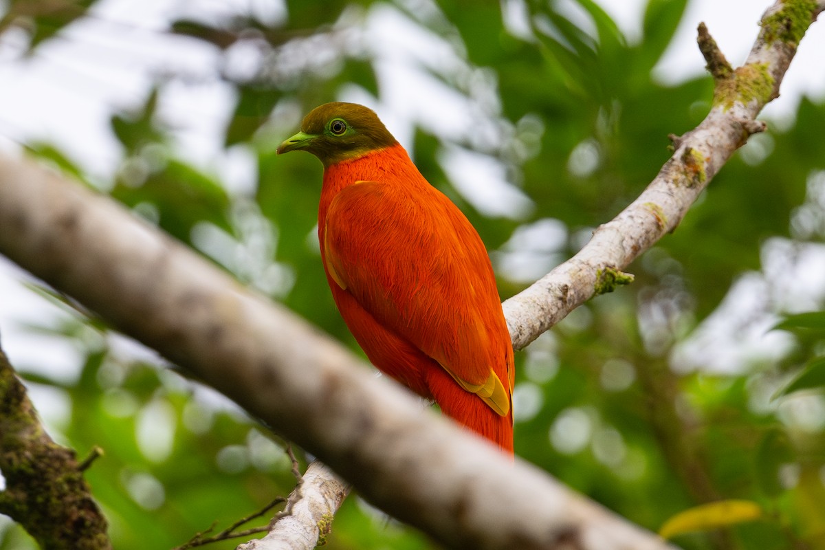 Orange Dove - ML644146250