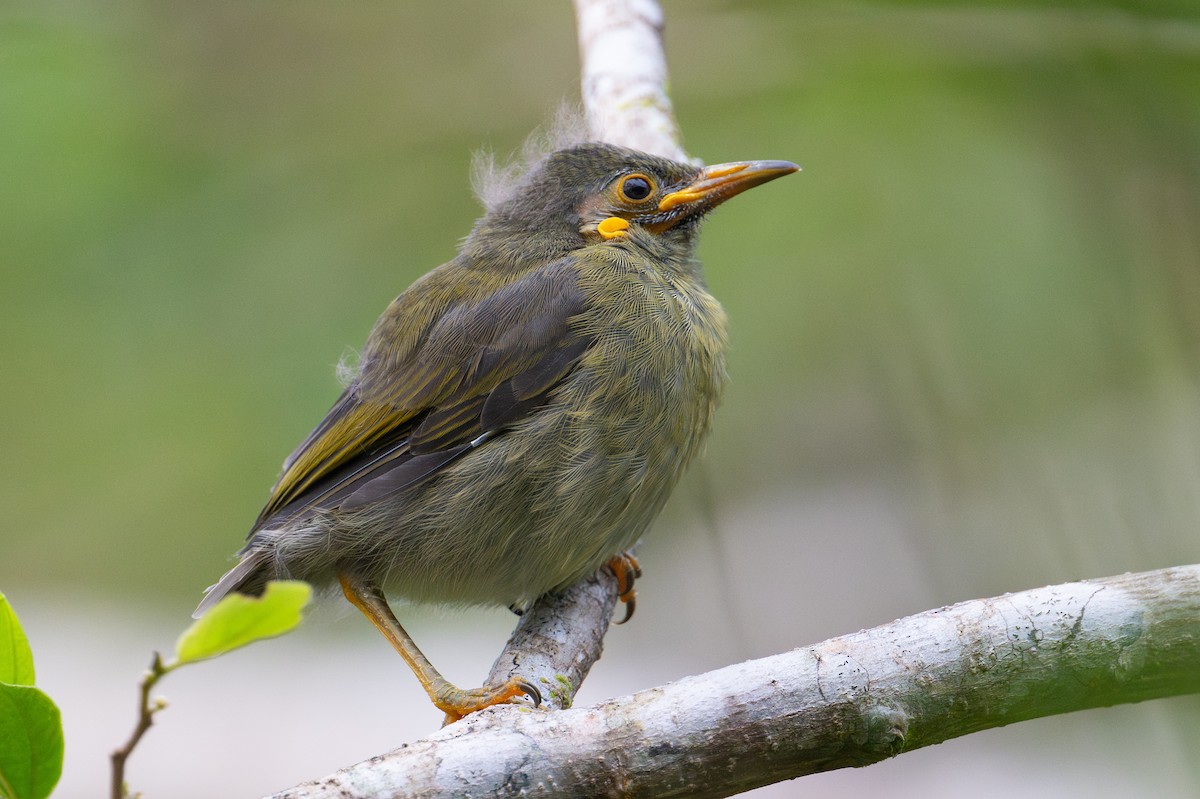 Northern Wattled-Honeyeater - ML644146251