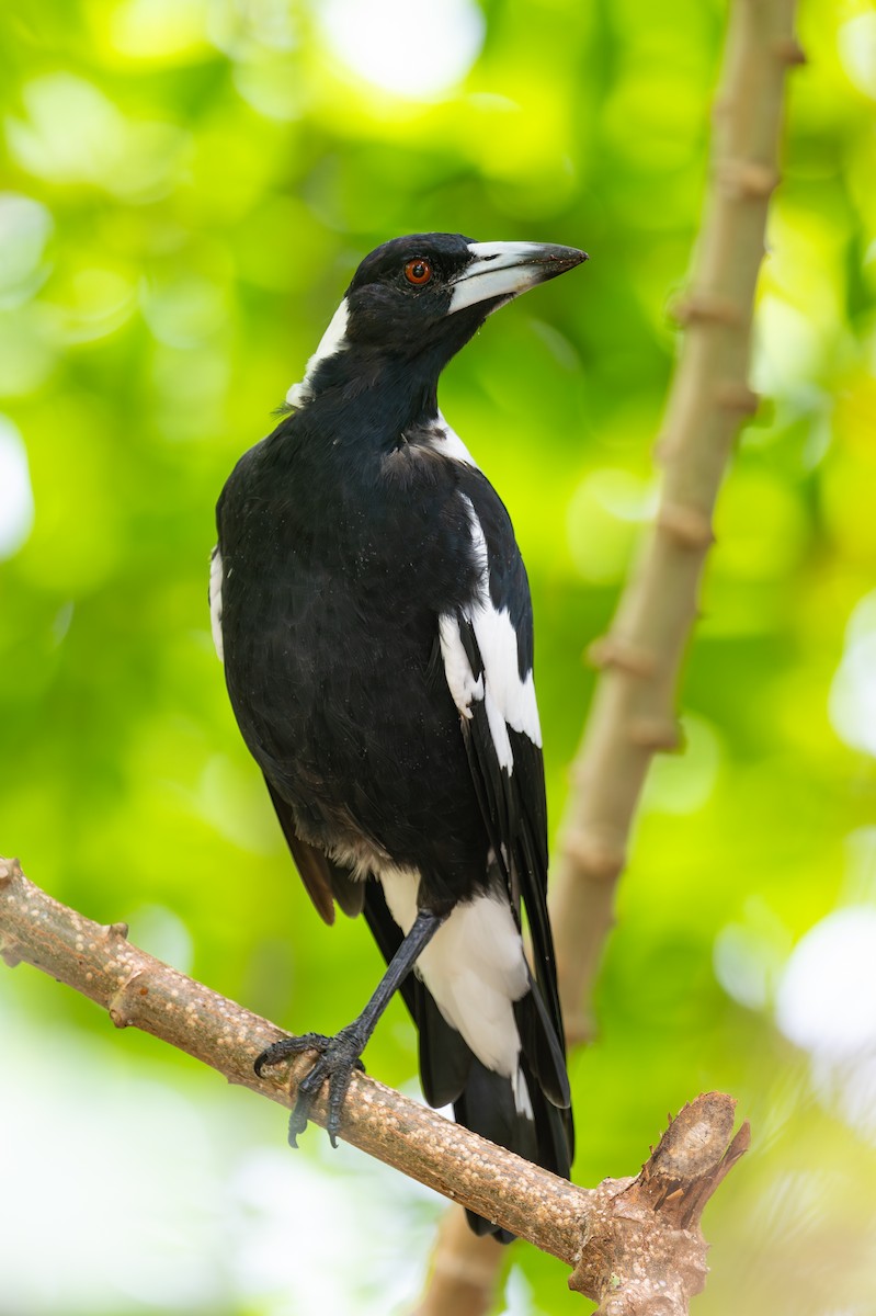 Australian Magpie - ML644146252