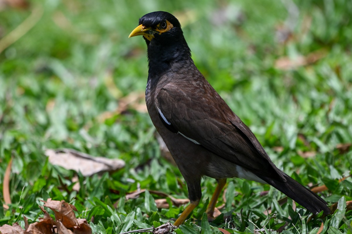 家八哥 - ML644146253