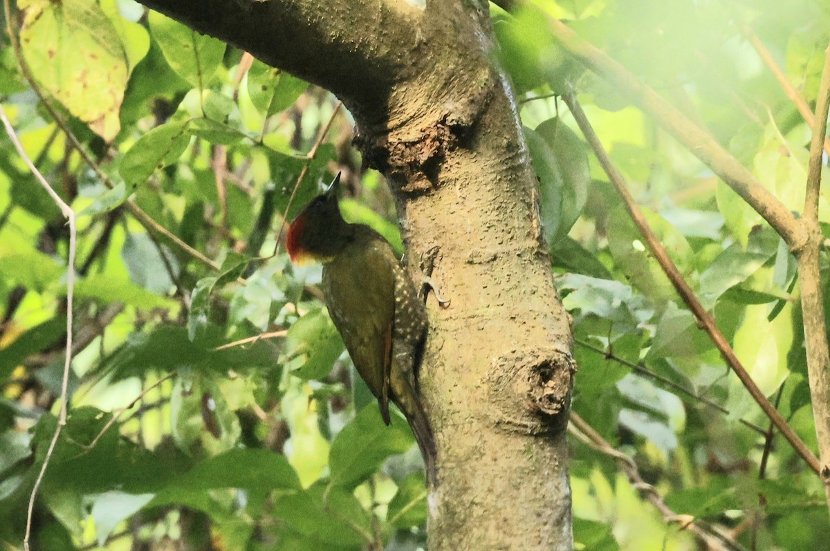 Жовна мала - ML644146256