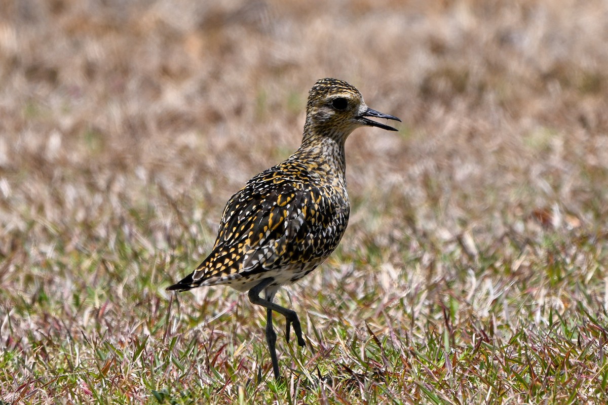 太平洋金斑鴴 - ML644146264