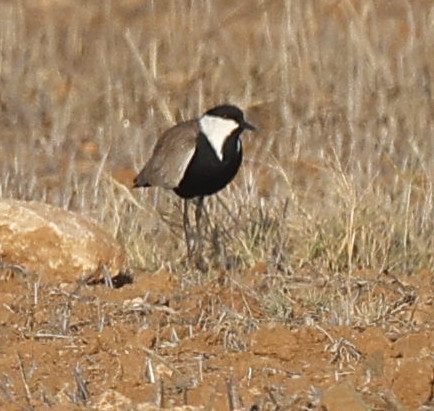 Vanneau à éperons - ML644146269