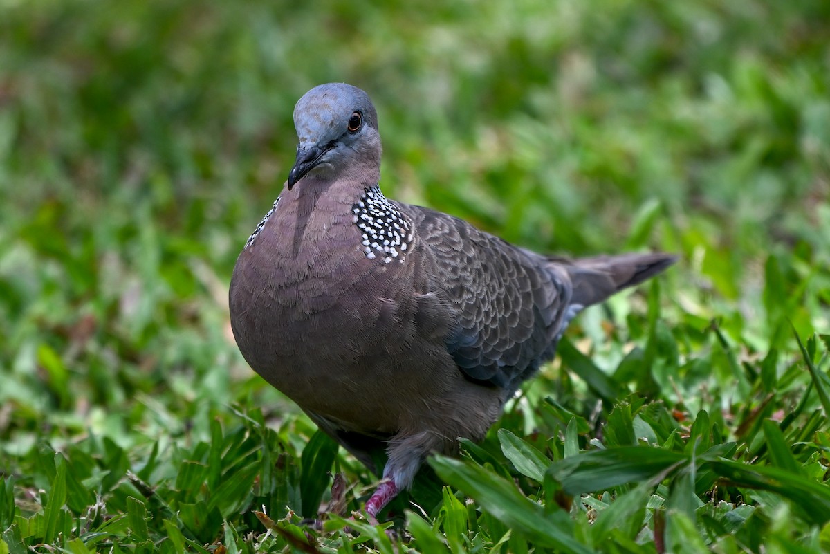 珠頸斑鳩 - ML644146270