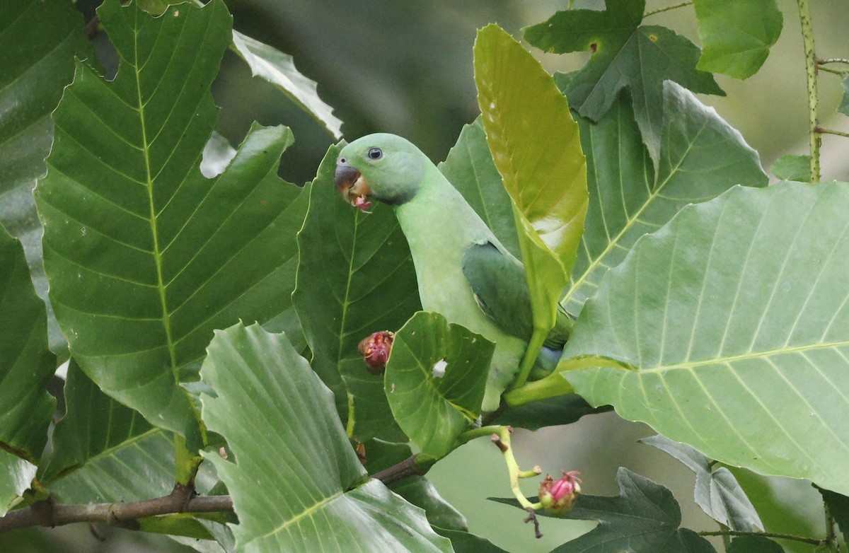 Layard's Parakeet - ML644146274