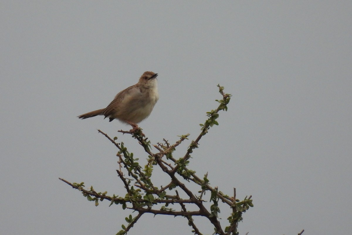 Rattling Cisticola - ML644146286