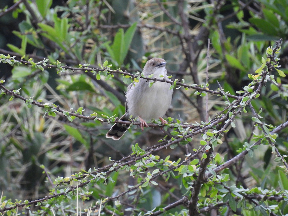 Rattling Cisticola - ML644146287