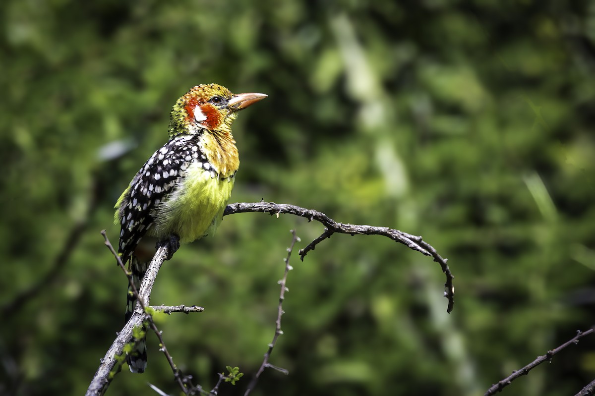Red-and-yellow Barbet - ML644146291