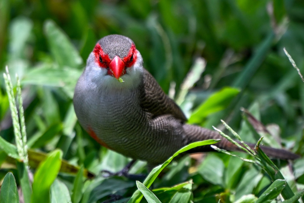 橫斑梅花雀 - ML644146294