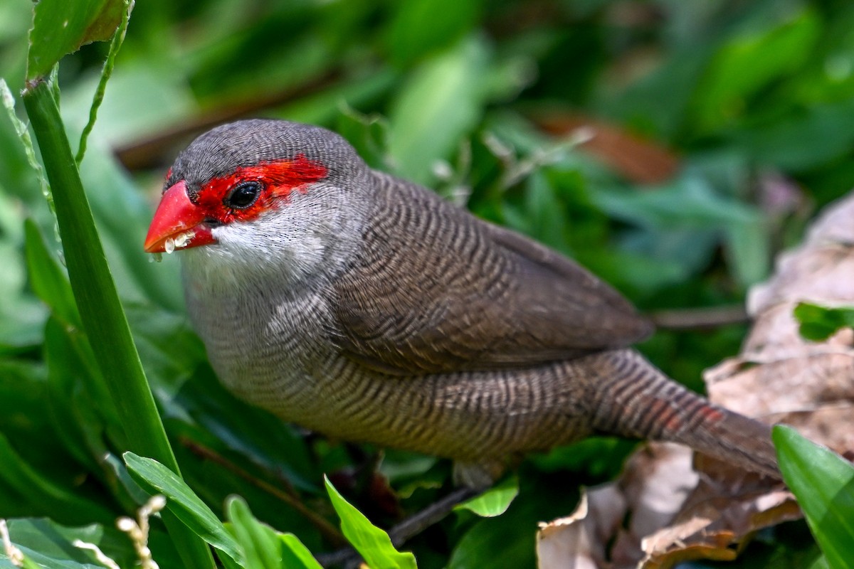 橫斑梅花雀 - ML644146295