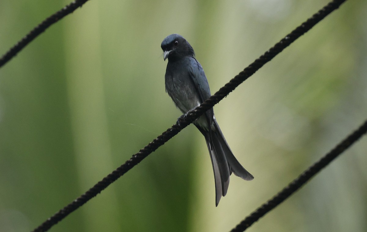 Ak Karınlı Drongo - ML644146299