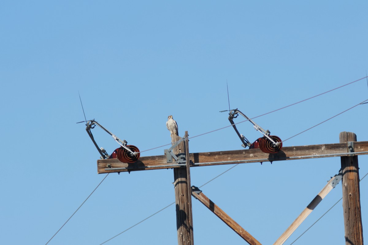 Prairie Falcon - ML644146306
