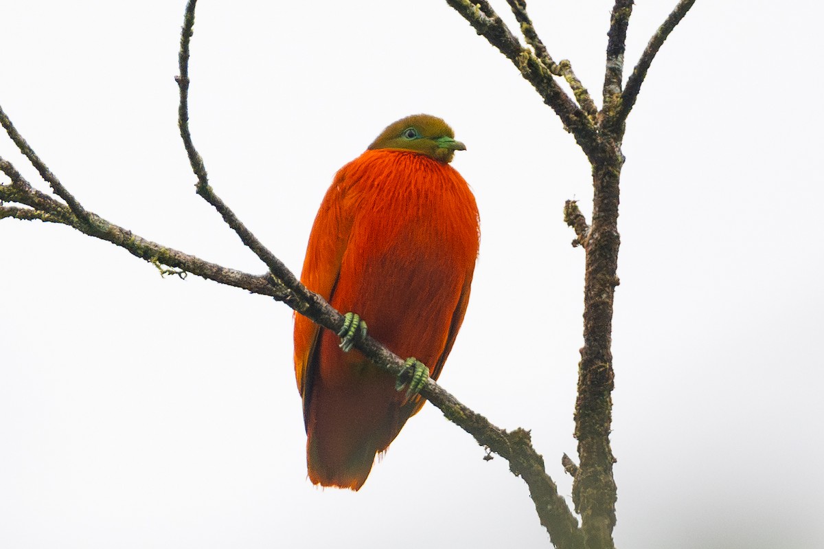 Orange Dove - ML644146330