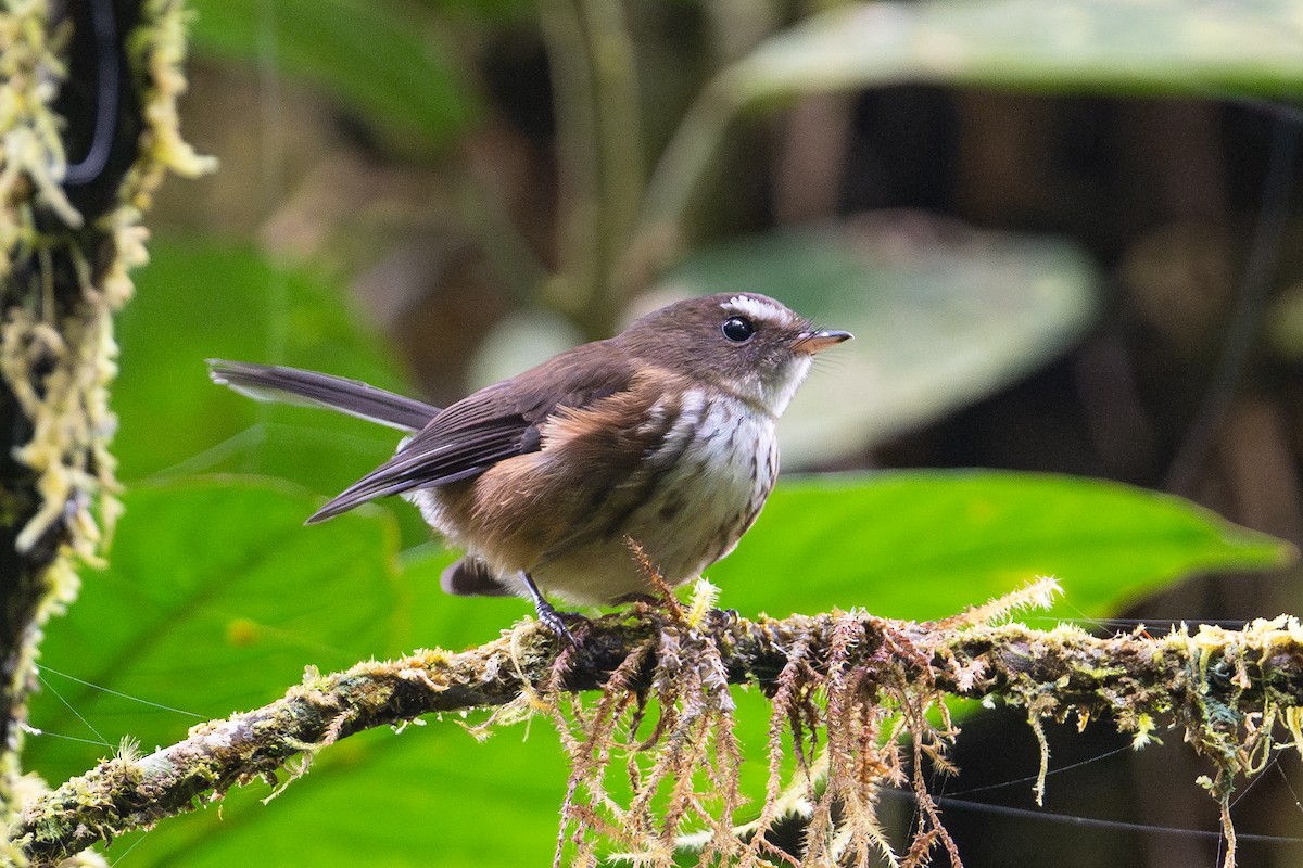 Fiji Streaked Fantail - ML644146345