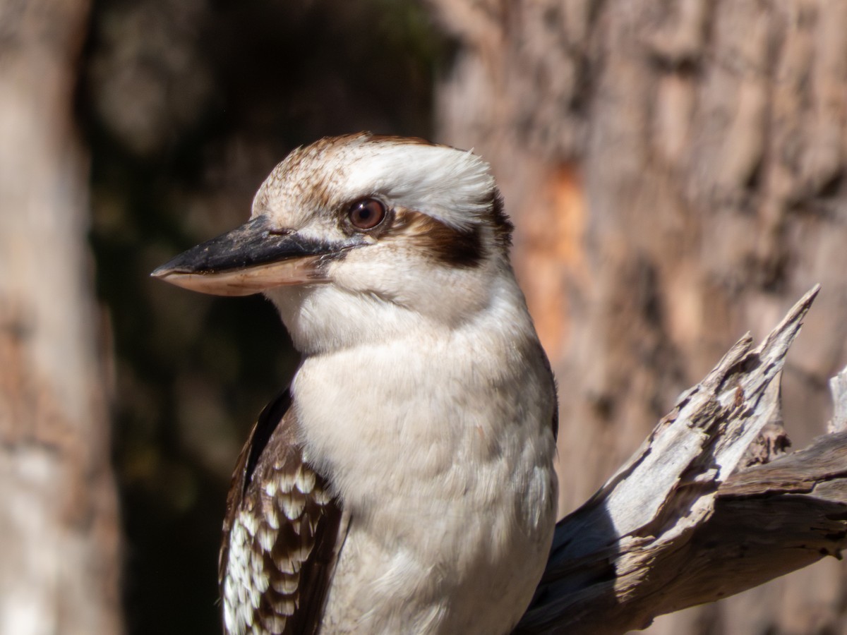 Laughing Kookaburra - ML644146374