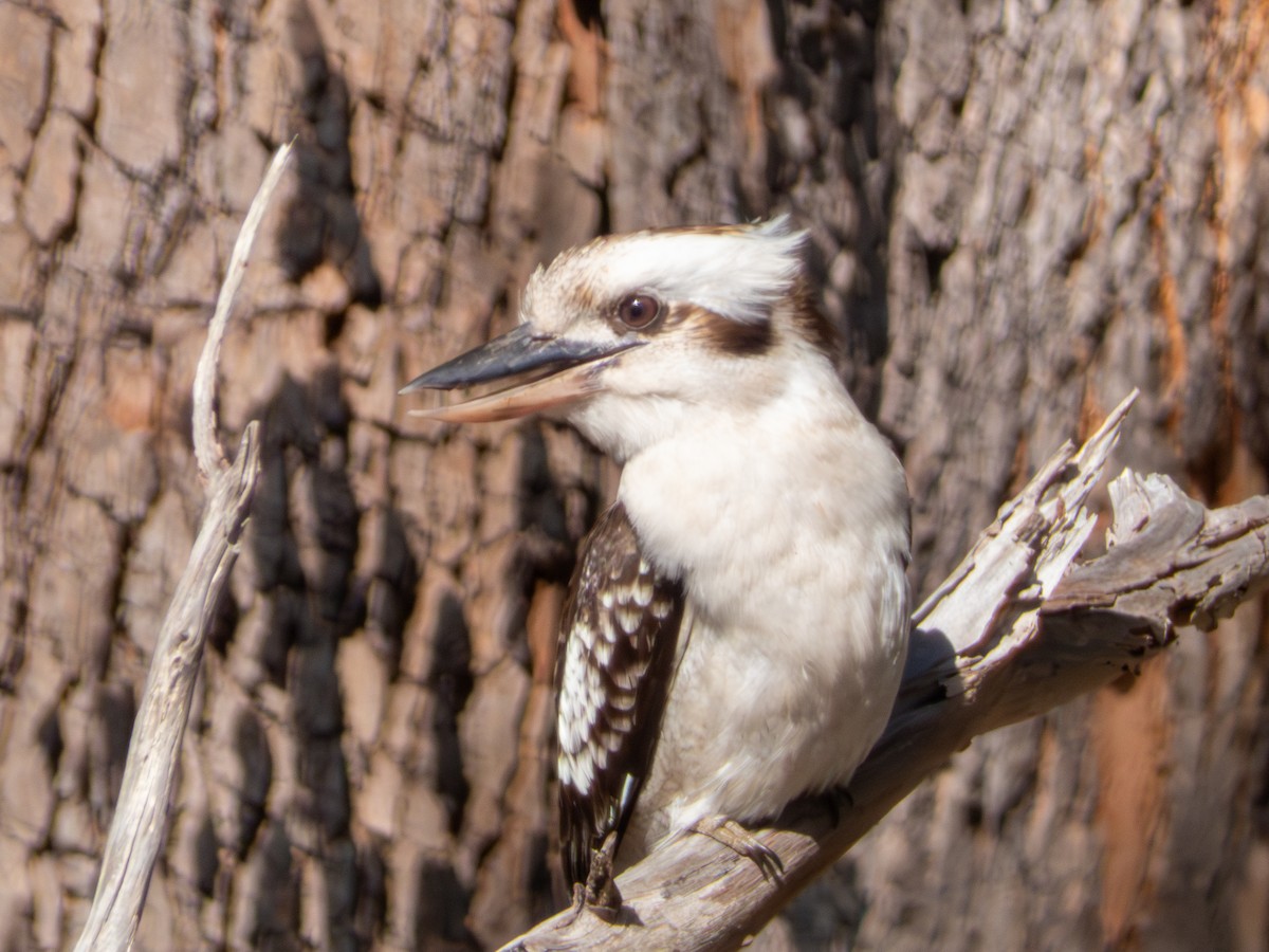 Laughing Kookaburra - ML644146375