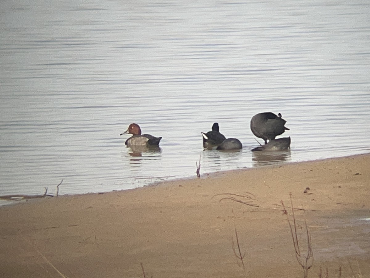 Redhead - ML644146377