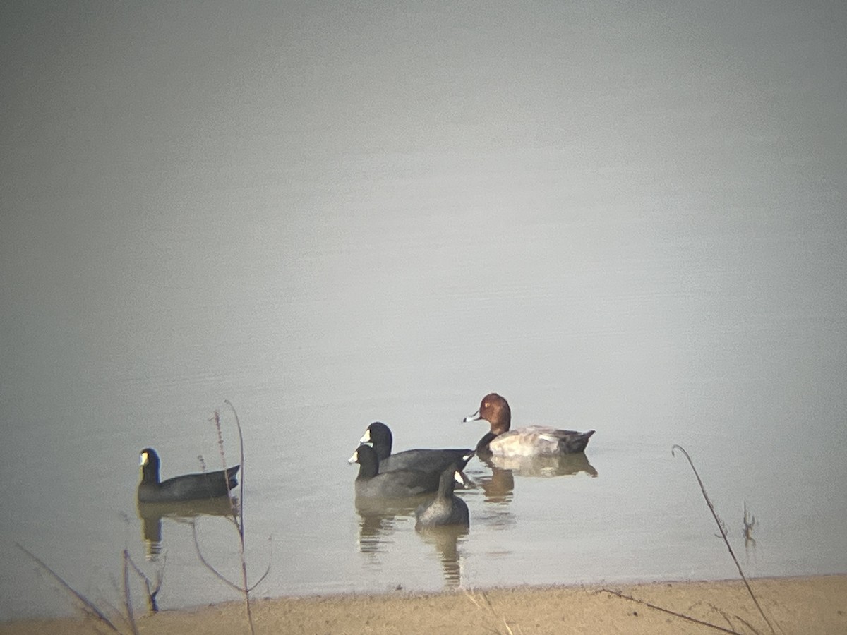 Redhead - ML644146378