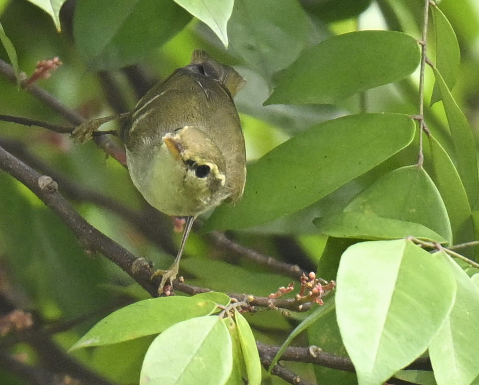 Вівчарик амурський - ML644146382