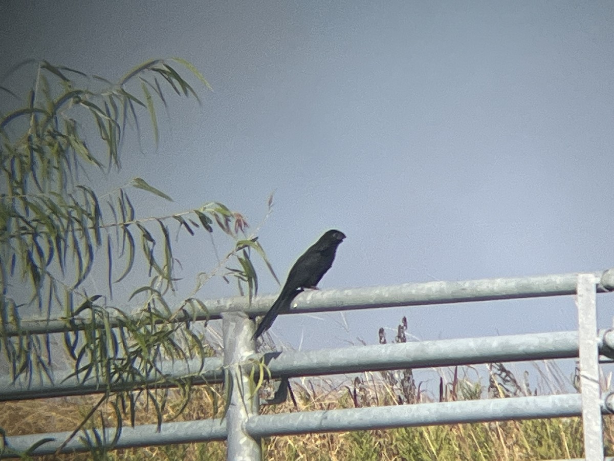 Groove-billed Ani - ML644146383