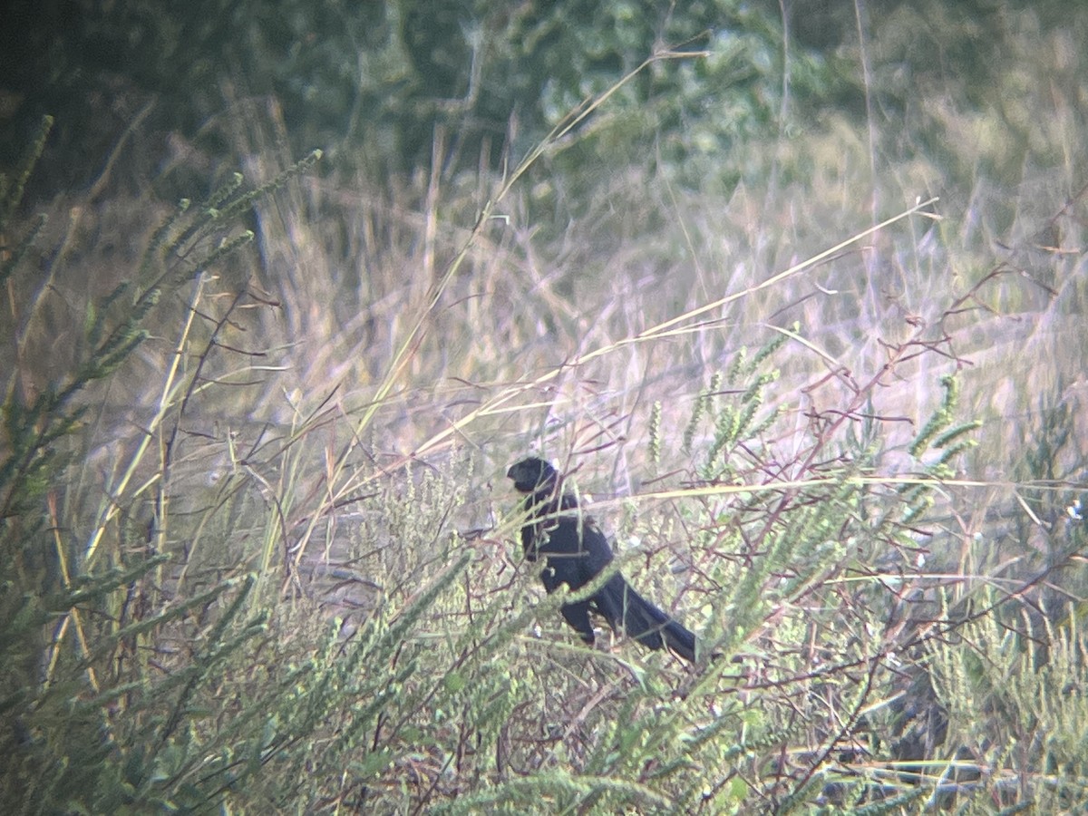 Groove-billed Ani - ML644146384