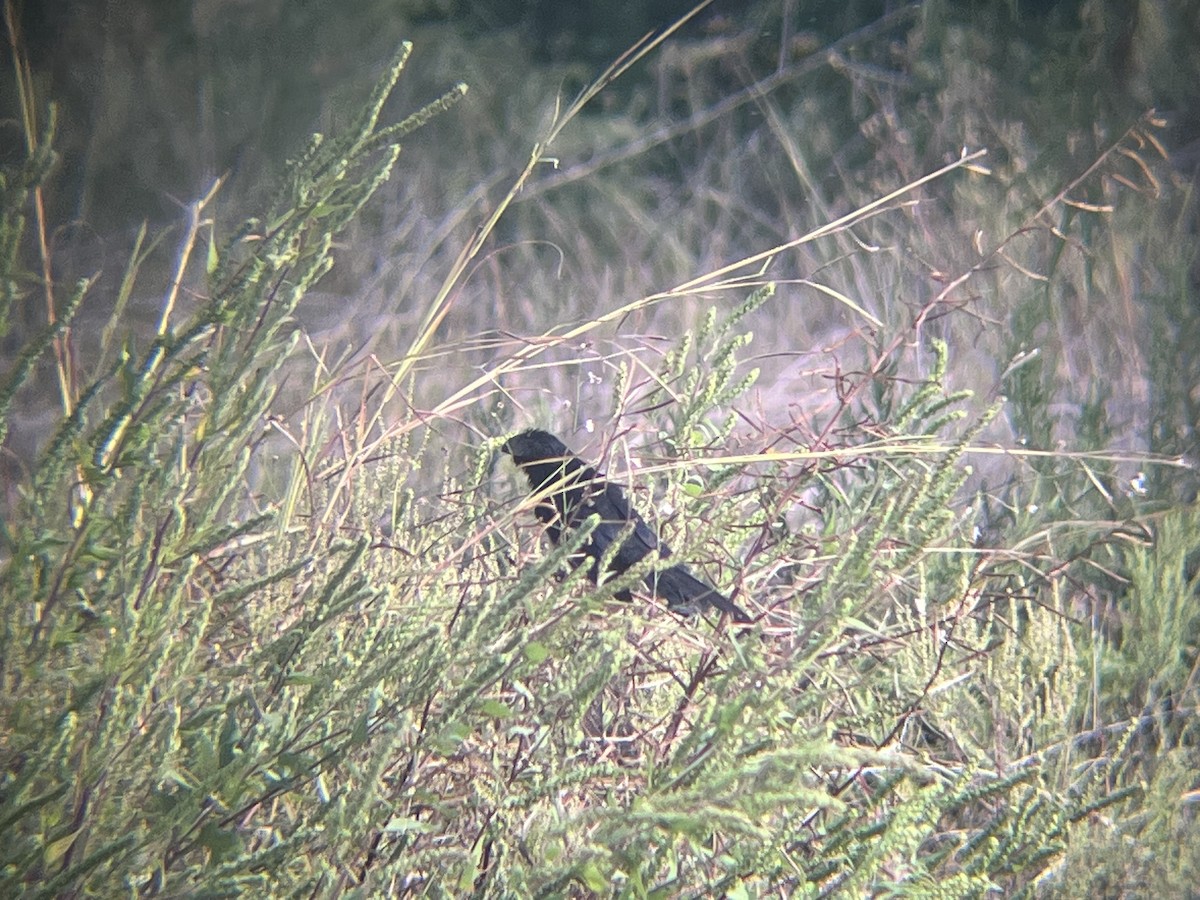 Groove-billed Ani - ML644146385