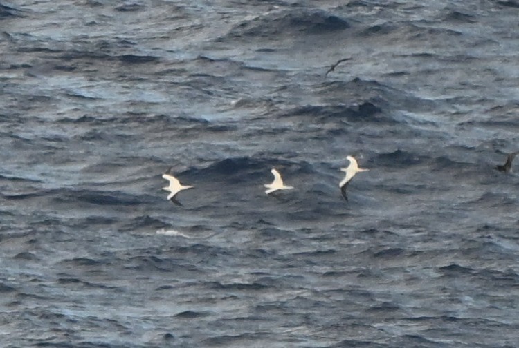 紅腳鰹鳥 - ML644146396