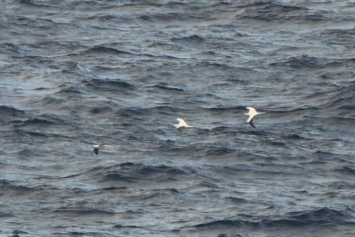 紅腳鰹鳥 - ML644146398