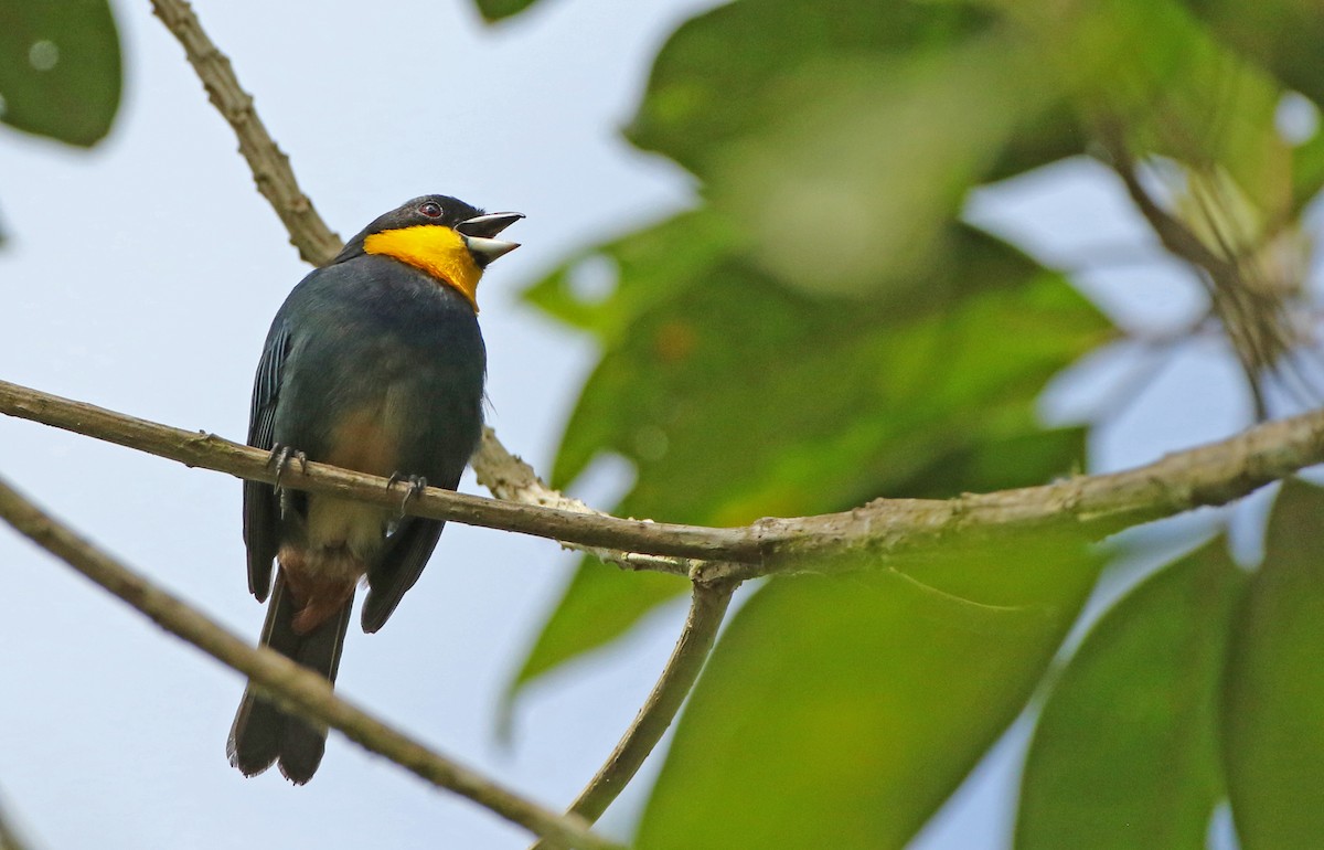 Purplish-mantled Tanager - ML64414641